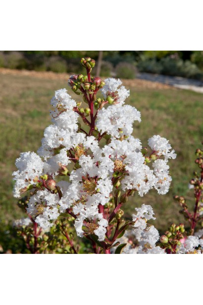 Лагерстремія індійська Віз Лав Вірджин фото